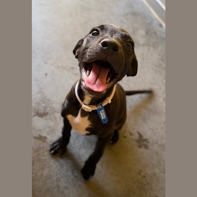 Photo of Copper 