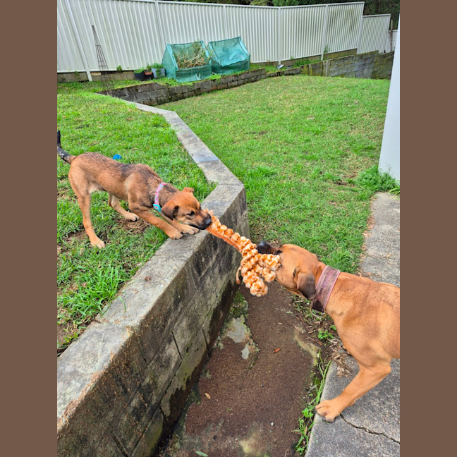 Photo of Bee   5 Month Old Ridgeback X