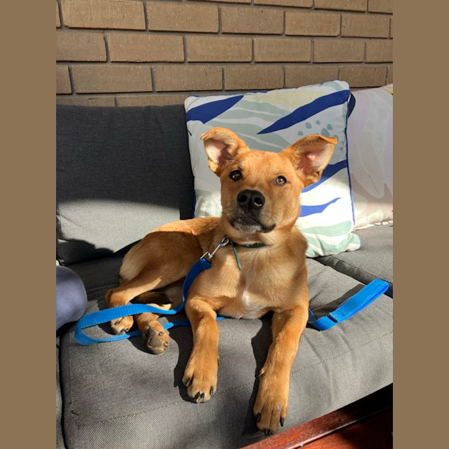 Photo of Bandit 