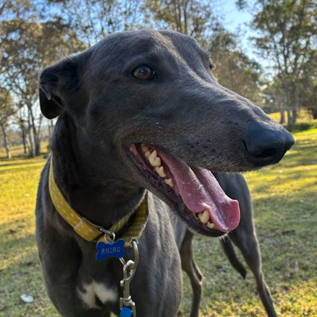 Photo of Rhino The Greyhound