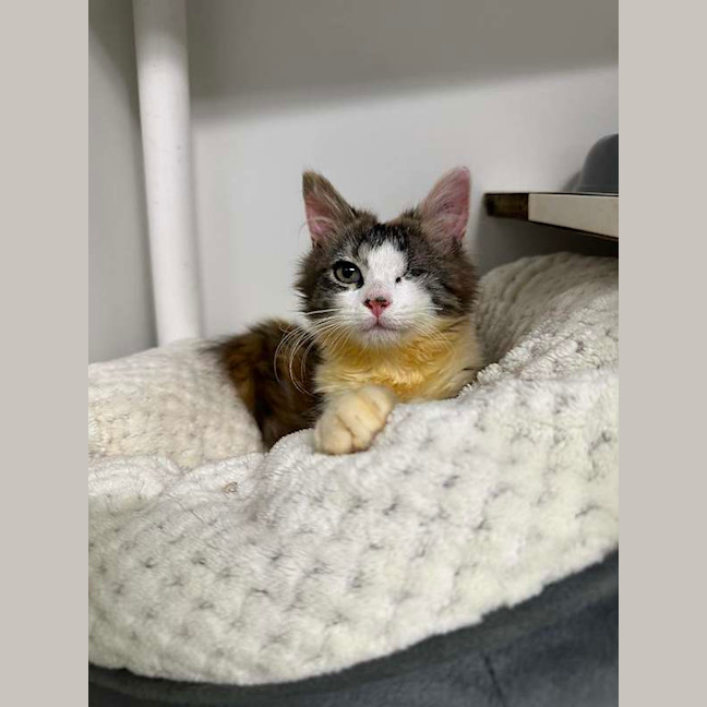 Photo of Stormy