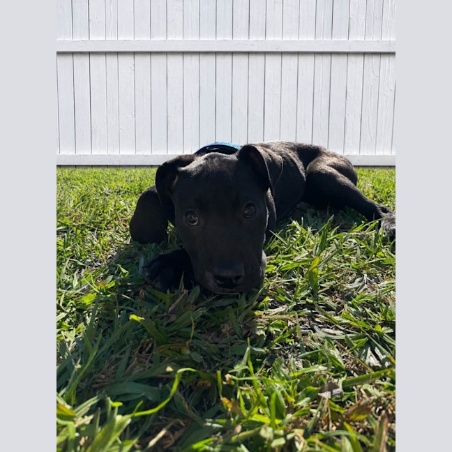 Photo of Flint
