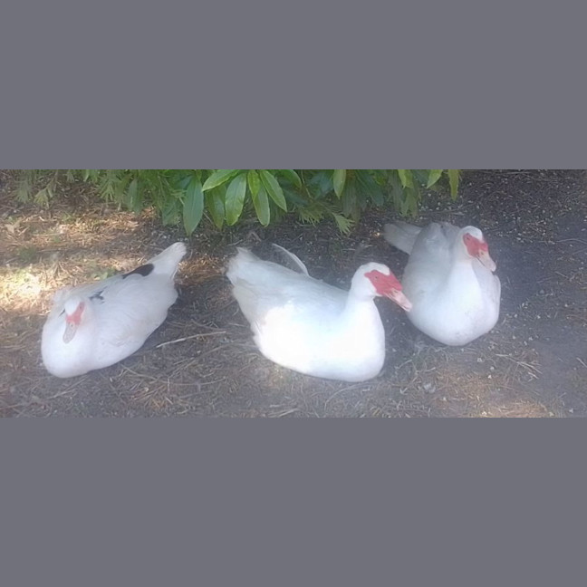 Photo of Ducks & Ducklings