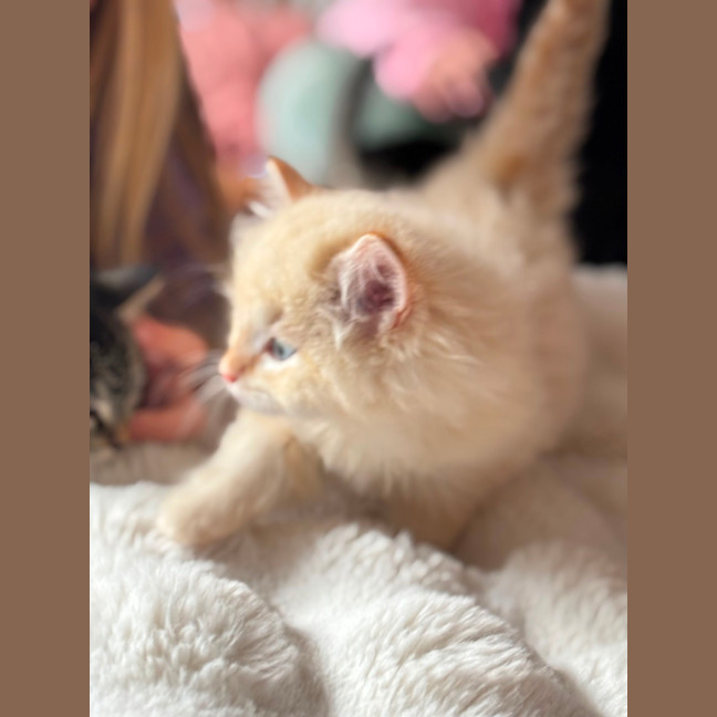 Photo of Oats Meet Me @Petstock Carrum Downs Store