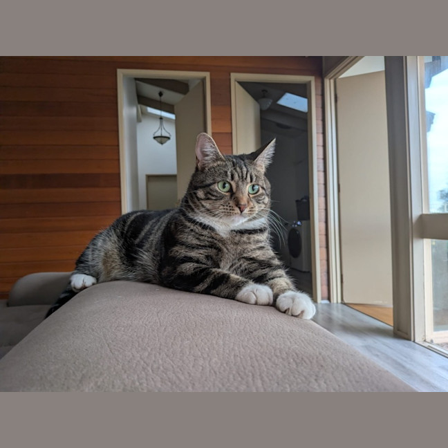 Photo of Peaches