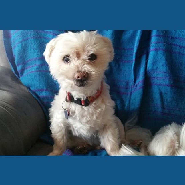Photo of Snowball (Snowy) Dumont