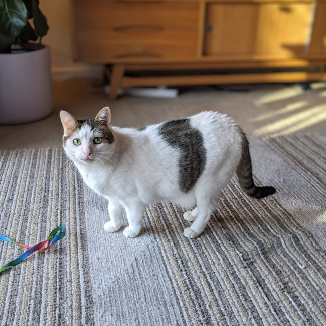 Photo of Merlin   Located In Wallan