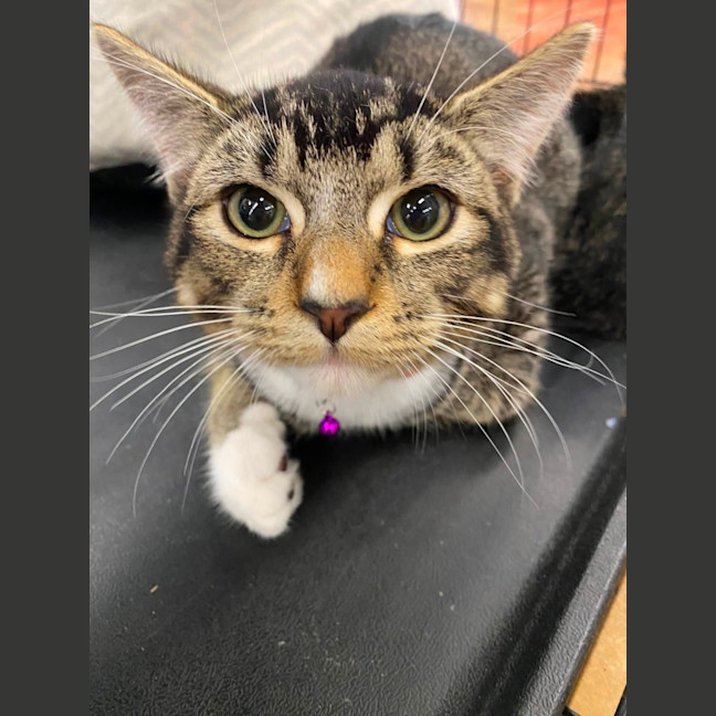 Photo of Fluffball