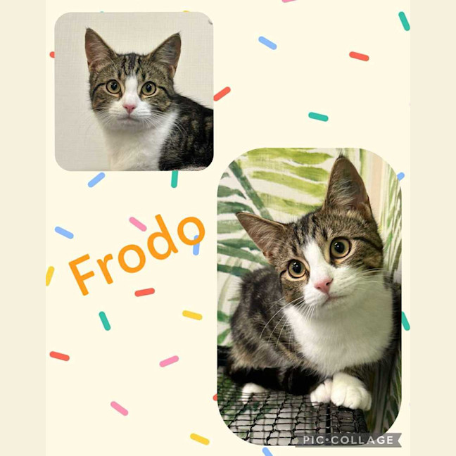 Photo of Frodo