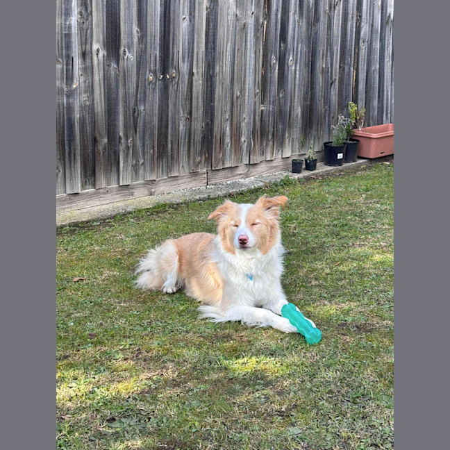 Photo of Lucky