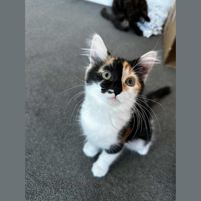 Photo of Nutmeg & Cinnamon