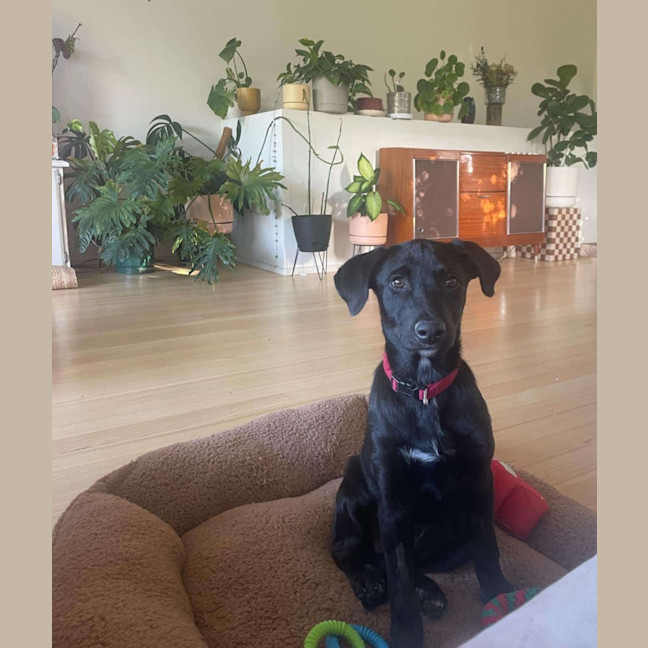 Photo of Gracie
