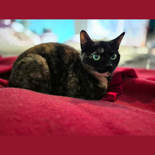 Photo of Middy ** 2nd Chance Cat Rescue**