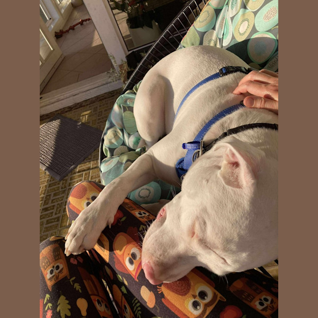 Photo of Casper   11 Month Old Staffy X