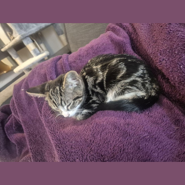 Photo of Sahara *9 Lives Project Rescue*