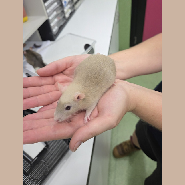 Photo of Ratbert