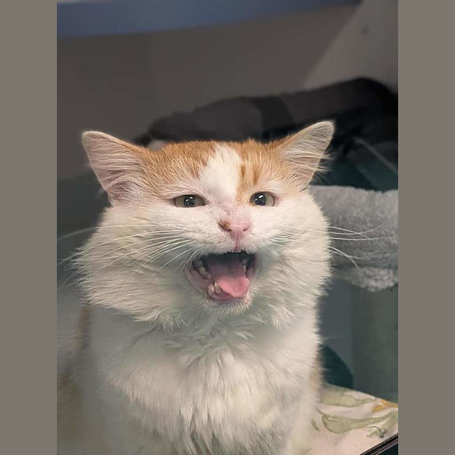 Photo of Samson