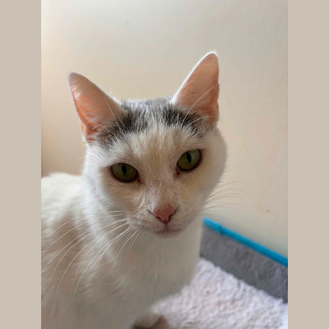 Photo of Smudge