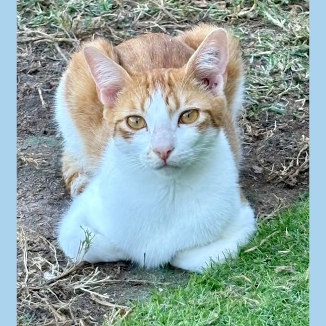 Photo of Sheldon