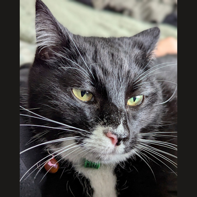 Photo of Sundae