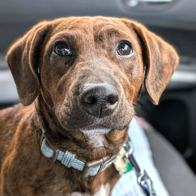 Photo of Coco