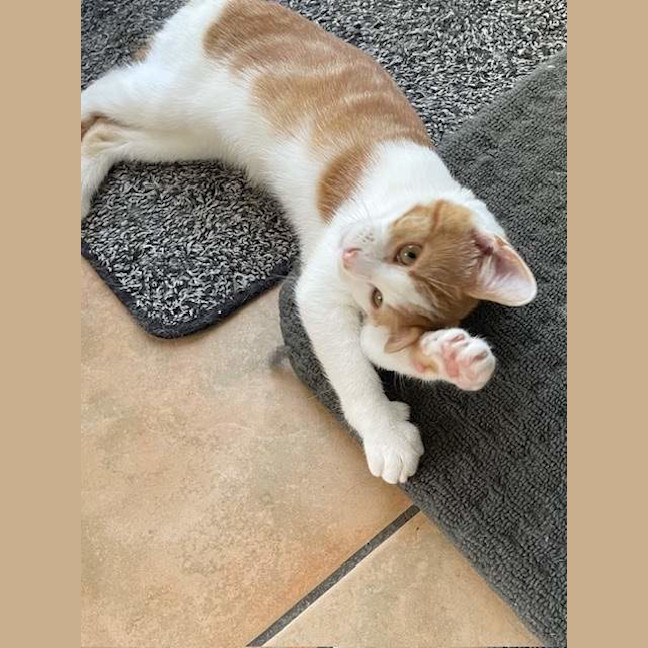Photo of Whiskers