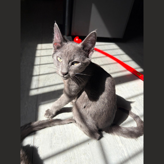Photo of Mc Nugget