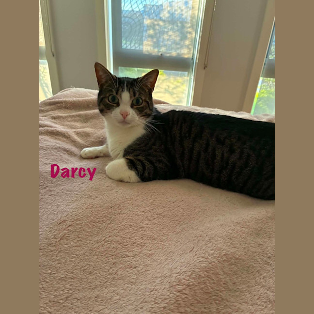 Photo of Darcy & Cy
