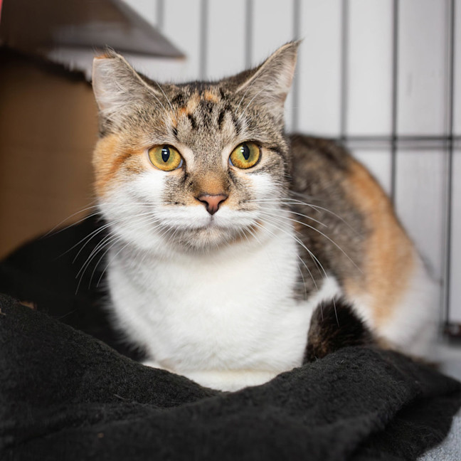 Photo of Honey