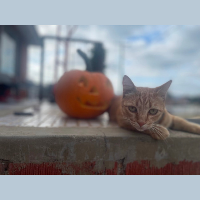 Photo of Gingerbread