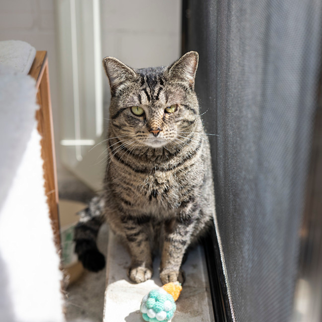 Photo of Purcey (Previously Pilot)