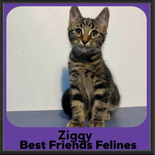 Photo of Ziggy