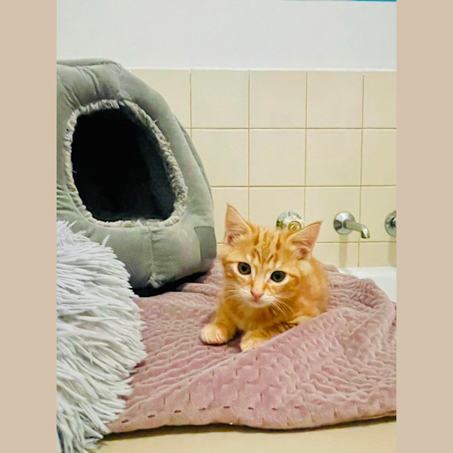 Photo of Thor