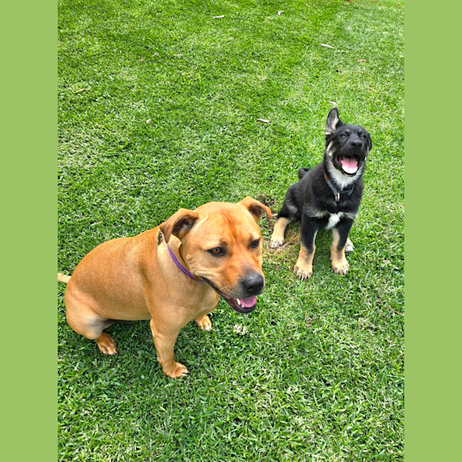 Photo of Bravo – 11 Week Old Shepherd X Husky (Trial)