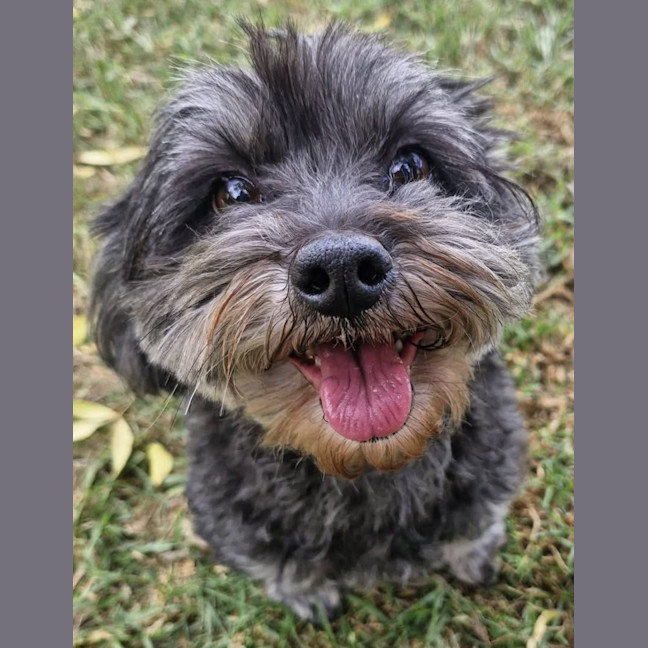 Photo of Corriander & Cilantro