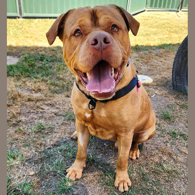 Photo of Rocco