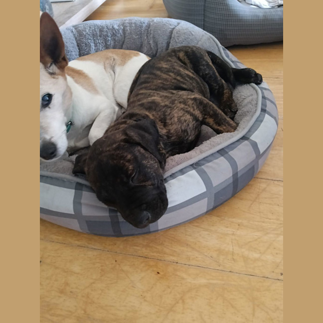 Photo of Louie (Previously Duke)