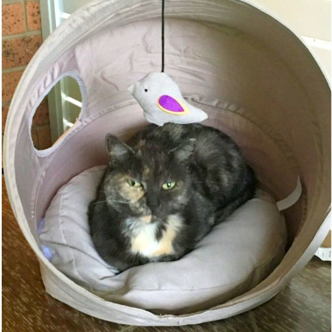 Photo of Lucky