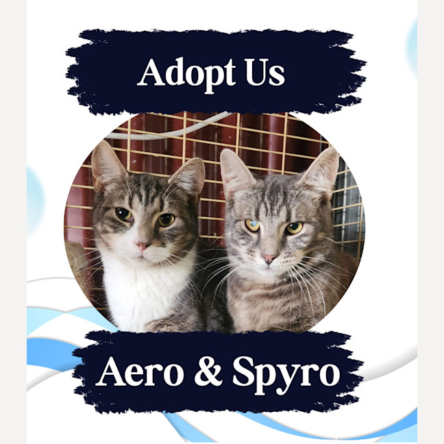 Photo of Aero And Spyro
