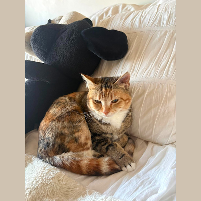 Photo of Juno
