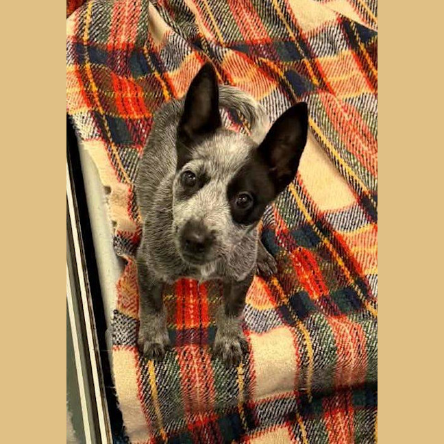 Photo of Corky