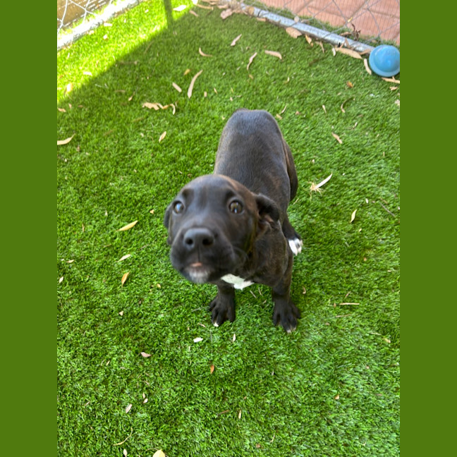 Photo of Pepper