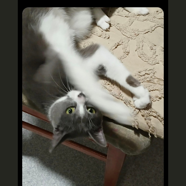 Photo of Myrtle* 9 Lives Project Rescue*