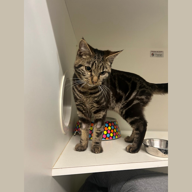 Photo of Mischief