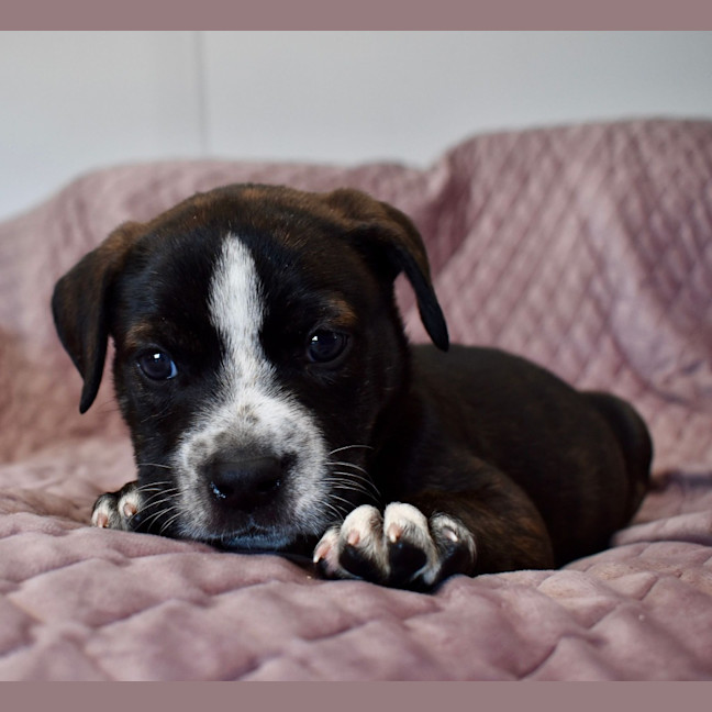 Photo of Samson