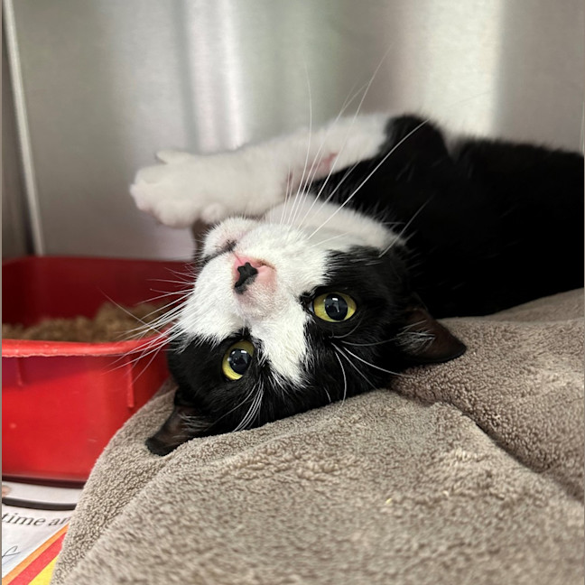 Photo of Phoebe (Bonded To Mac)