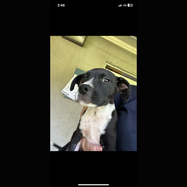 Photo of Monterey Jack