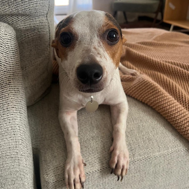 Photo of Moose