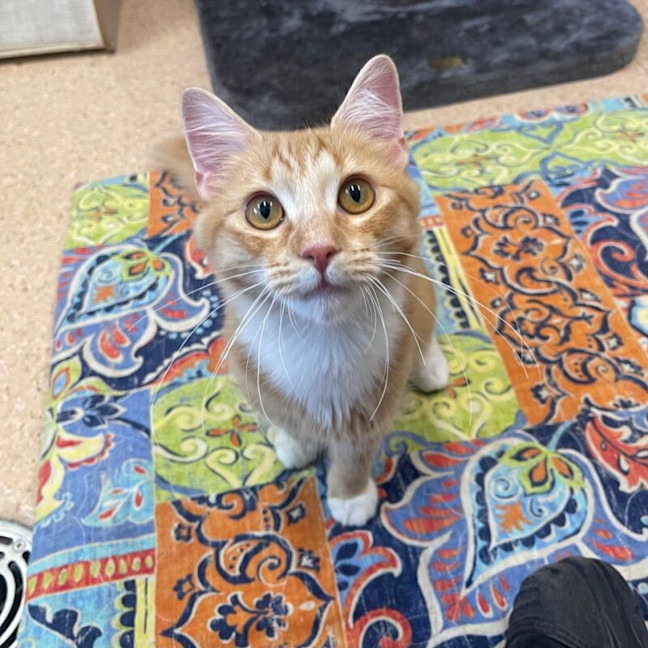 Photo of Peanut