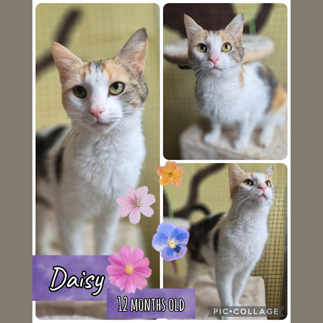 Photo of Daisy